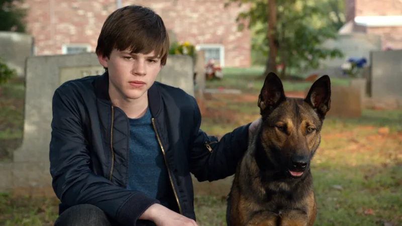 13 Film Tentang Anjing untuk Dog Lovers, Gemas dan Bikin Haru Max (2015)
